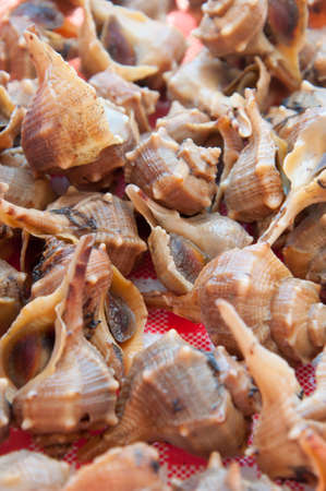 Snail of seaの写真素材