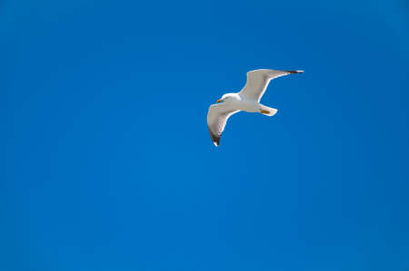 flying seagullの写真素材