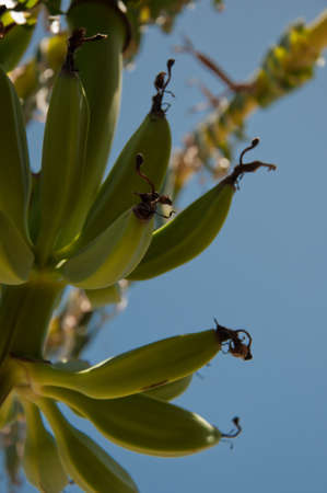 banana treeの写真素材