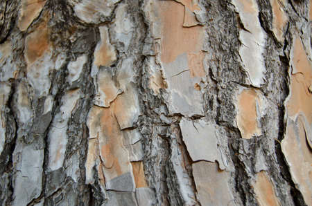 Bark of a pine, tree trunk