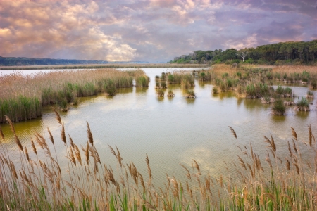 marsh with reeds and rushes under a cloudy sky - natural reserve near Ravenna, Italy marsh with reeds and rushes under a cloudy sky - natural reserve near Ravenna, Italy