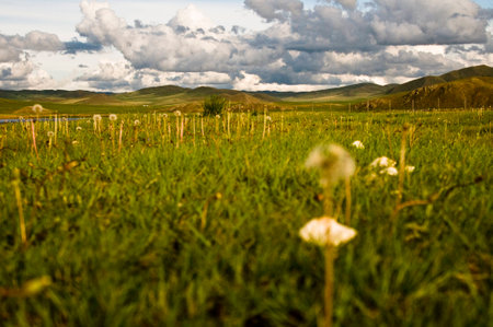 landscape the nature reserve in the heart of Mongolia with a single sky. Perspective from belowの写真素材