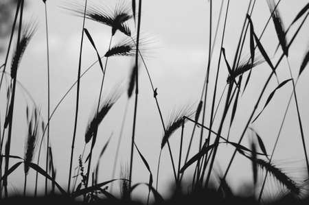 in a park in Rome, the picture tries to represent the simplicity and beauty of nature in a scene...