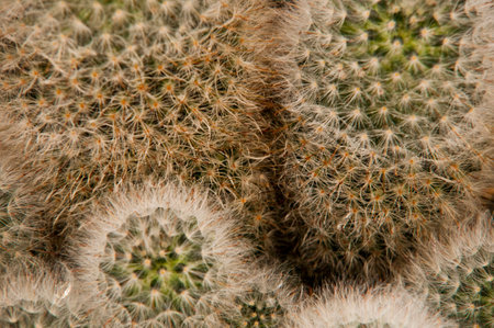 the photo is tight framing of a succulent plant with many thorns