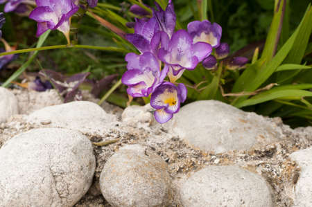 Small flower violetの写真素材