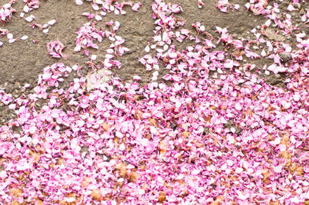 Petals wisteria on the roadの写真素材