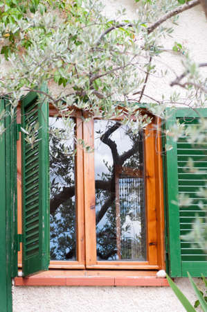 reflection of an olive tree on the windowの写真素材