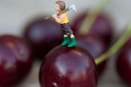 red cherriesの写真素材