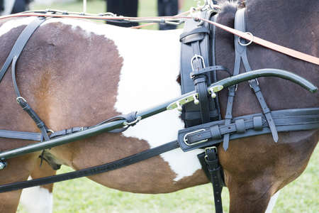 carriage with coachmanの写真素材