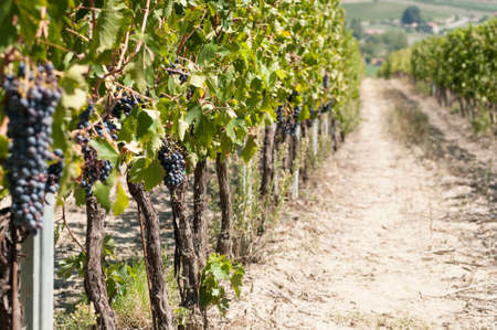 agricultural landscape in Italy with a beautiful vineyardの写真素材