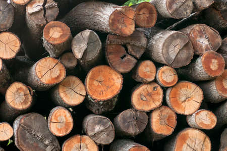 timbers