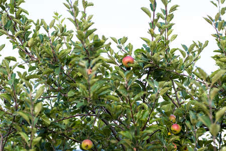 Fresh Red Apple On Tree Branch
