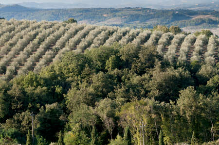 view of an olive grove in Tuscanyの写真素材