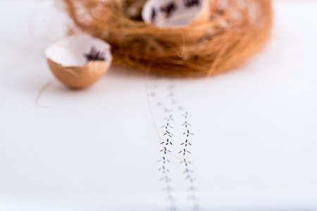 The egg hatched and the baby chick has gone away.の写真素材