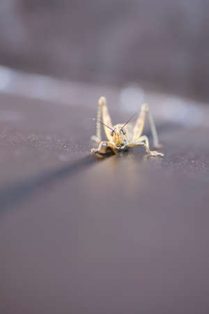 closeup of a cricket posed on a wooden floorの写真素材