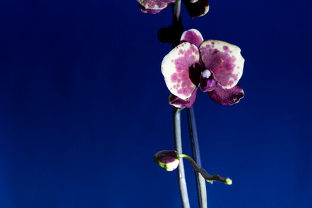 beautiful orchid on dark backgroundの写真素材