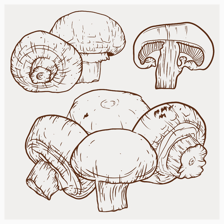 Champignon hand drawn vector illustration. Sketch mushroom drawing on white background. Organic vegetarian product. Great for menu, label, product packaging, recipe.のイラスト素材