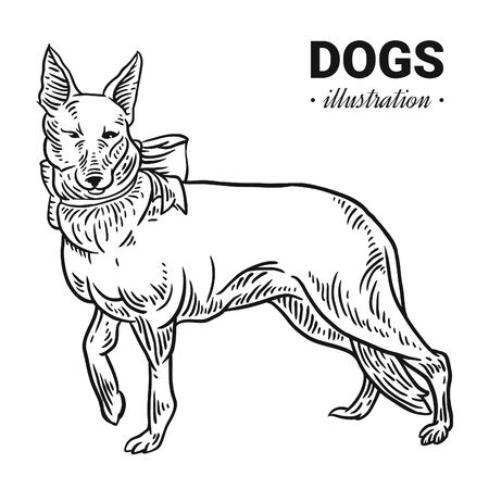Dog vector hand drawn illustration, drawing, engraving, ink, line art, vector.のイラスト素材