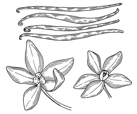Vanilla beans and their flowersのイラスト素材
