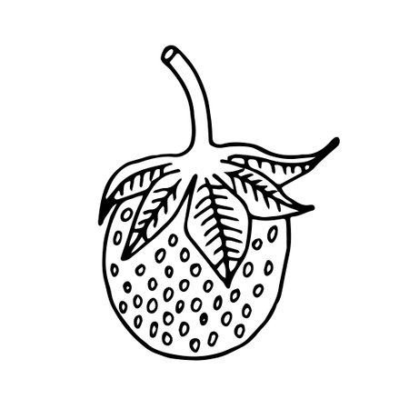 Small strawberry sketchのイラスト素材