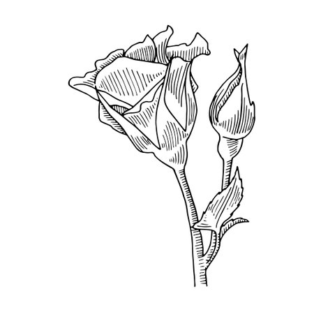 Rosebud hand drawnのイラスト素材