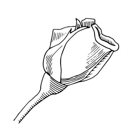 Rosebud hand drawnのイラスト素材
