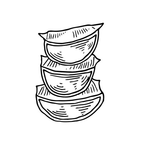 Pieces of aloe vera leaves hand drawn. Ink drawing of fresh Aloe Leaves plant in sketch style. Botanical drawing of aroma and cosmetic ingredient. Isolated hand drawn vector illustration.のイラスト素材