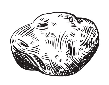 Potato root vegetable hand drawn. Isolated ink drawing sketch.のイラスト素材