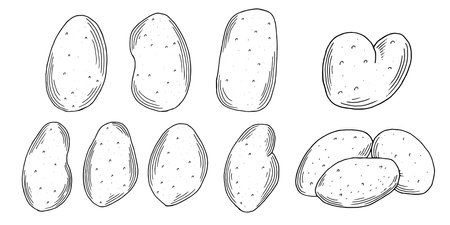 Potato. Set of potato tubers hand-drawn. Vegetable sketch isolated vector illustration.のイラスト素材