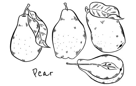 Pear hand drawn composition set. Fresh fruit ink sketch Vector illustrationのイラスト素材