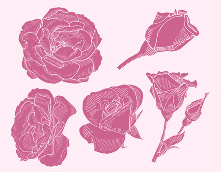 Pink linocut Roses set hand drawn. Rosebud sketch drawing botanical ink illustration. Bloom for bouquet collection. Use for package design and decoration. Vector illustration.のイラスト素材