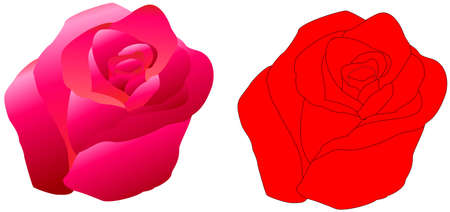 2 rose.のイラスト素材