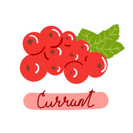 Hand drawn red currant. Berries concept. Flat illustration.のイラスト素材