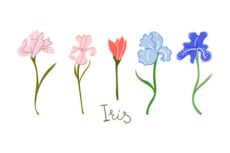 Hand drawn irises flowers. Blossom, botanical, gardening, wedding, greeting card concept.のイラスト素材