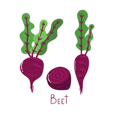 Hand drawn beet, vegetable concept. Modern flat illustration.のイラスト素材