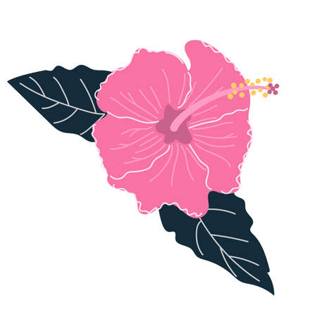 Hand drawn Hibiscus flower with leaves. Exotic tropical flower concept. Flat illustration.のイラスト素材