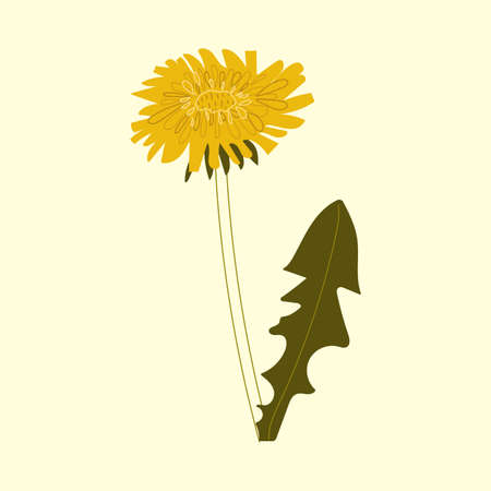 Hand drawn dandelion flower. Flat illustration.のイラスト素材