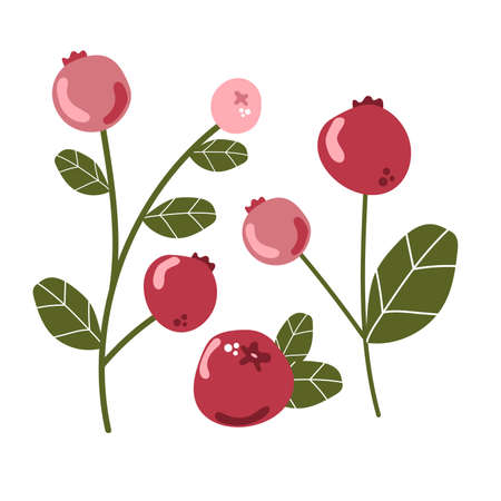 Set of cranberry with leaves. Forest wild berries, fresh delicious ripe berry concept.のイラスト素材