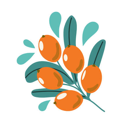 Sprig of sea buckthorn, branch with berry and leaves. Modern flat illustration.のイラスト素材