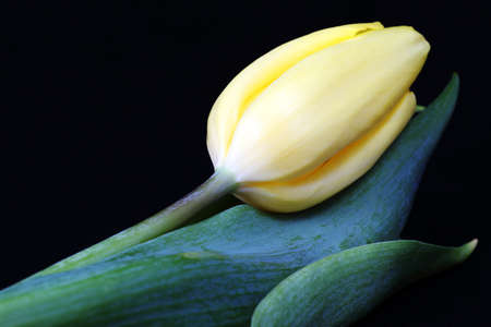 Tulipの写真素材