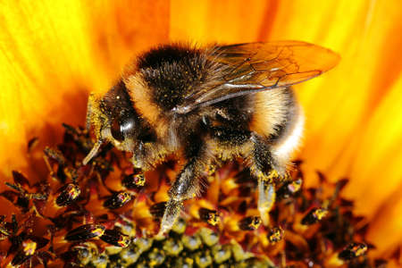 A bee collecting pollen from flowerの写真素材