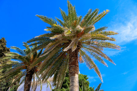 Palm tree on a background of blue sky, Croatiaの写真素材
