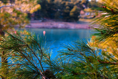 Pine branches with the sea in background . Selective focus.の写真素材