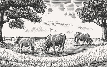 Cow Farm Sketch Rustic Landscape Illustration. Hand Drawn Countryside Village Yard with Domestic Cattle Animals Doodle. Engraving Style.のイラスト素材