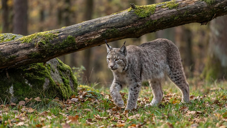 Eurasian Lynx Walking in Autumn Forest with Mossy Log