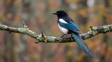 Eurasian Magpie Perched on a Mossy Branch in Rainy Weather