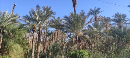 Date palms in the oasis city of Tozeur Tunisia 2024の写真素材