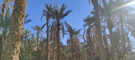 Date palms in the oasis city of Tozeur Tunisia 2024の写真素材