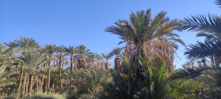 Date palms in the oasis city of Tozeur Tunisia 2024の写真素材