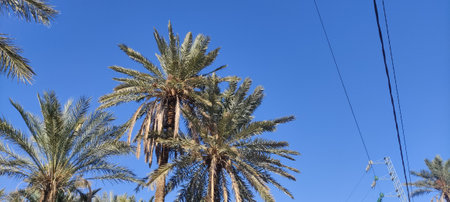 Date palms in the oasis city of Tozeur Tunisia 2024の写真素材